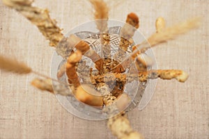 Breadsticks and wheatears in vase close up