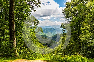 A Gap Through the Tall Trees Reveals the Great Smoky Mountains of North Carolina