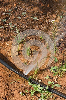 Breakage of the drip irrigation rubber in an agricultural field