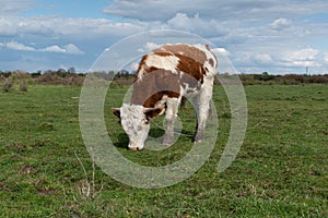 Breakaway bull calmly graze grass in pasture with rope on his head