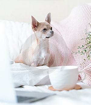 Breakfast in bed. Funny young chihuahua dog covered in throw blanket with steaming cup of hot tea or coffee. Lazy puppy wrapped in