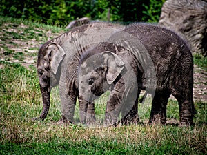 Breakfast for elephants at zoo