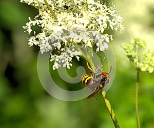 Breakfast of a hornet. Summer meadow.