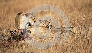 Breakfast at the Masai Mara