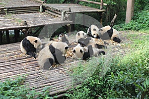 Babies Family Giant Panda, Chengdu China