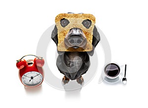 Breakfast toast dog early in the morning