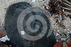 breaking reef stone in carribbean beach sea shore