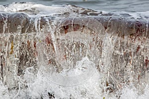 Breaking sea wave carrying plant material and particles in suspension. Marine flora particulate carried by ocean water. photo