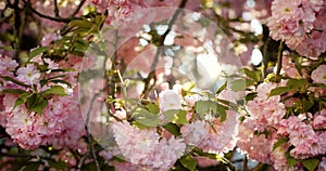 Breaking sun through the thick tree branches covered with blooming sakura flowers moving from wind. 4k footage. Nobody.