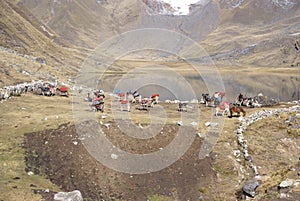 Breaking up high camp and packing mules