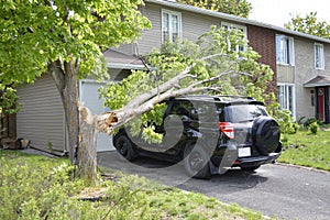 Breaking wind, or windshield via tree falling