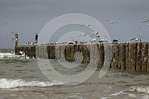 Breakwaters with seagulls on the coastline of the North Sea