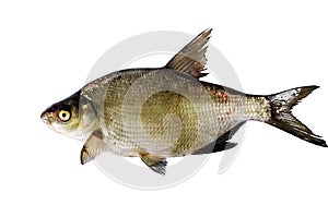 Bream