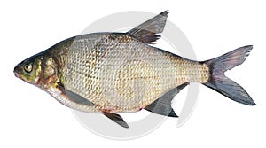 Bream ( Abramis brama ) on a white background photo