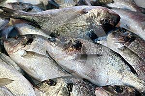 Bream caught fresh in the Mediterranean Sea