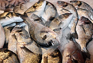 Bream caught fresh in the Mediterranean Sea at the fish market
