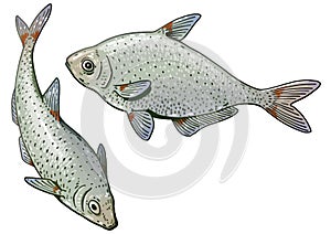 Bream fish illustration, drawing, colorful doodle vector