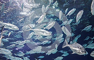 Bream fish under water.