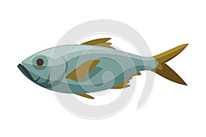 Bream Freshwater Fish, Fresh Aquatic Fish Species Cartoon Vector Illustration