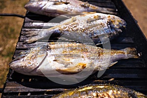 Bream sea fish on grill