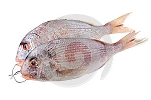 Bream