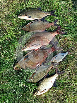 Breames of different sizes on green grass. Successful fishing rich catch