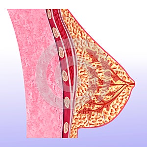 Breast anatomy in cross section