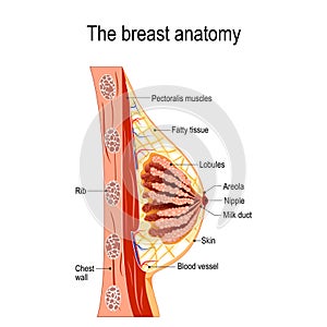 Breast anatomy. Cross-section of the mammary gland.