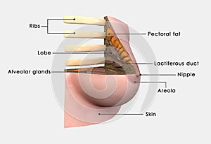 Breast anatomy labelled