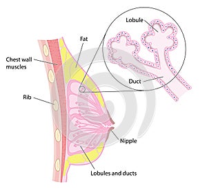 Breast cross section