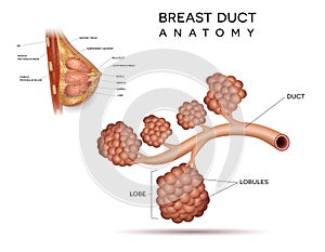 Breast and duct