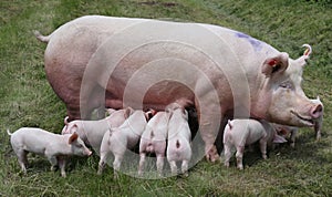 Breast feeding piglets on animal farm on the meadow