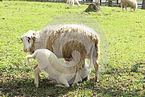 Breast-Feeding Sheep