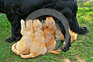 Breast-feeding small beauty puppy