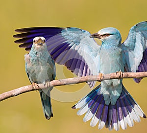 Breasted rollers couple