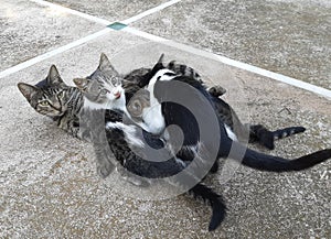 Breastfeeding Cats In Rhodes, Greece 01