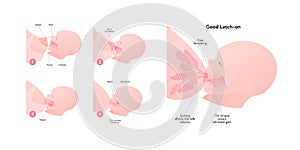 Breastfeeding infographic chart. Vector flat healthcare illustration. Diagram with text of mother and baby breast feeding. Side