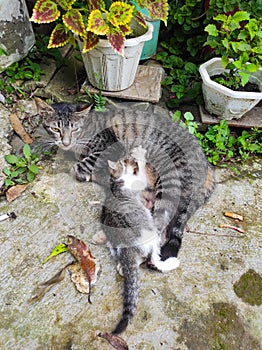 Breastfeeding a kitten - Stock photo