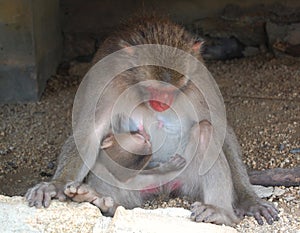 Breastfeeding monkey and baby