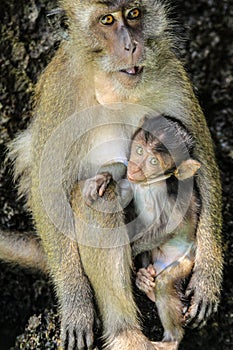 Breastfeeding of the monkey