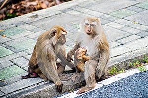 Breastfeeding monkey at the park in Thailand. Macaca leonina. Northern Pig-tailed Macaque