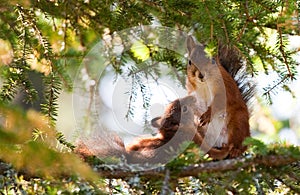 Breastfeeding Squirrel