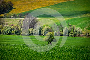 A Breath of Spring: Rapeseed and Wheat Fields Abloom