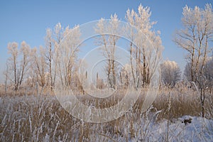 Breath of winter, first ice on the lake, dawn on a frosty morning with frost on the grass, close-up of frost, patterns on the