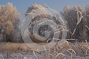 Breath of winter, first ice on the lake, dawn on a frosty morning with frost on the grass, close-up of frost, patterns