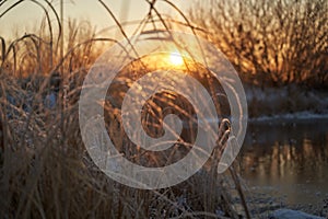 Breath of winter, first ice on the lake, dawn on a frosty morning with frost on the grass, close-up of frost, patterns on the