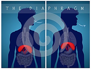 Breathe with the diaphragm