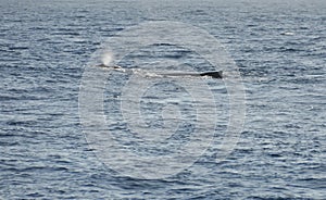 Breathe of the Whale Caf with his mother in the Indian Ocean near Reunion Island