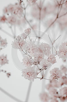 Breathing baby gypsophila macro photography. Bouquet of gypsophila on a beige background