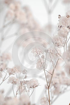 Breathing baby gypsophila macro photography. Bouquet of gypsophila on a beige background
